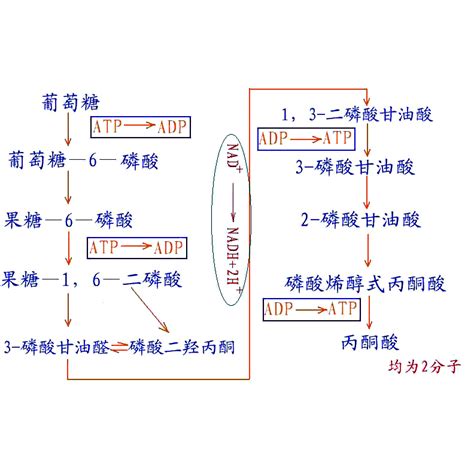 糖解途徑口訣|【糖解途徑口訣】掌握糖解途徑口訣，輕輕鬆鬆瞭解醣類代謝